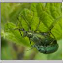 Phyllobius pomaceus - Ruesselkaefer 07.jpg